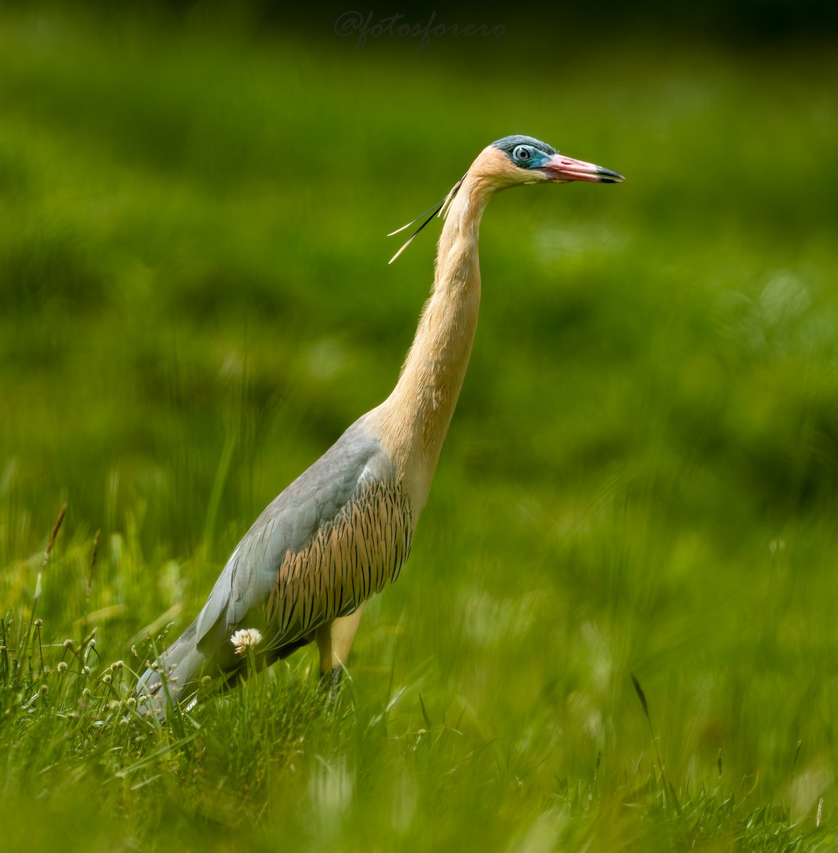 Whistling Heron - ML646617015