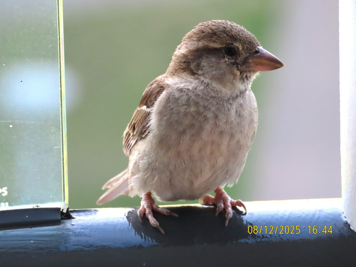 House Sparrow - ML646617016