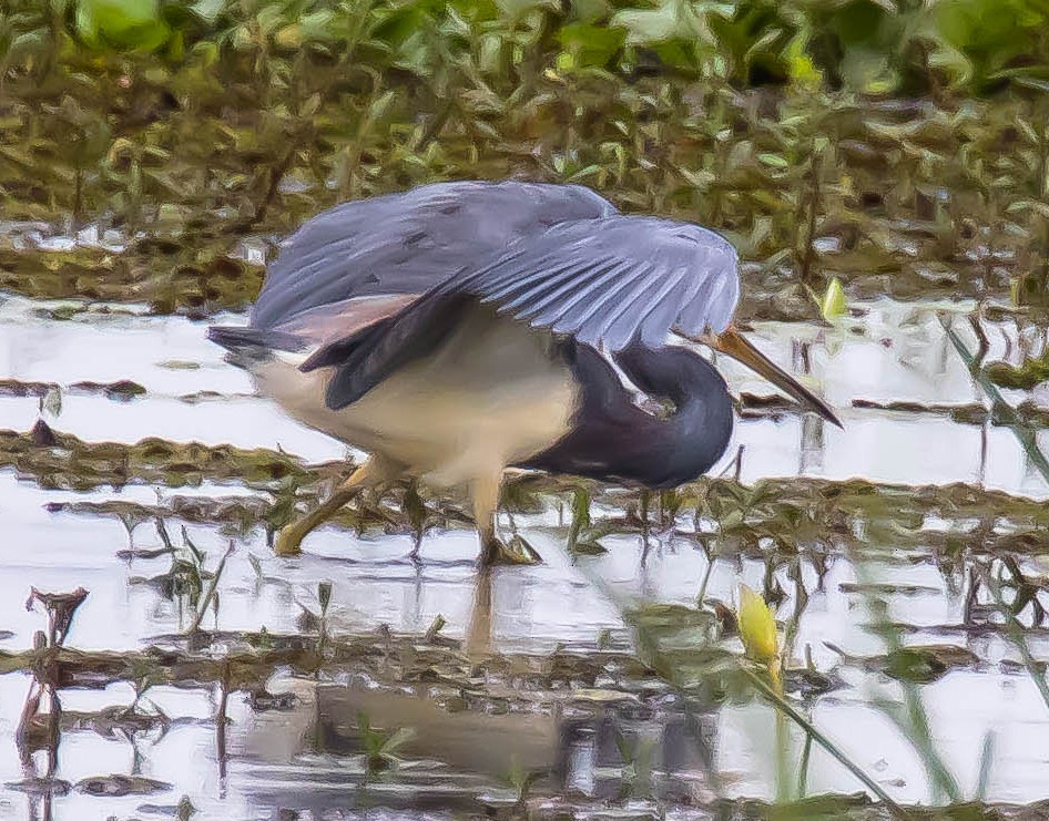 Tricolored Heron - ML646617018