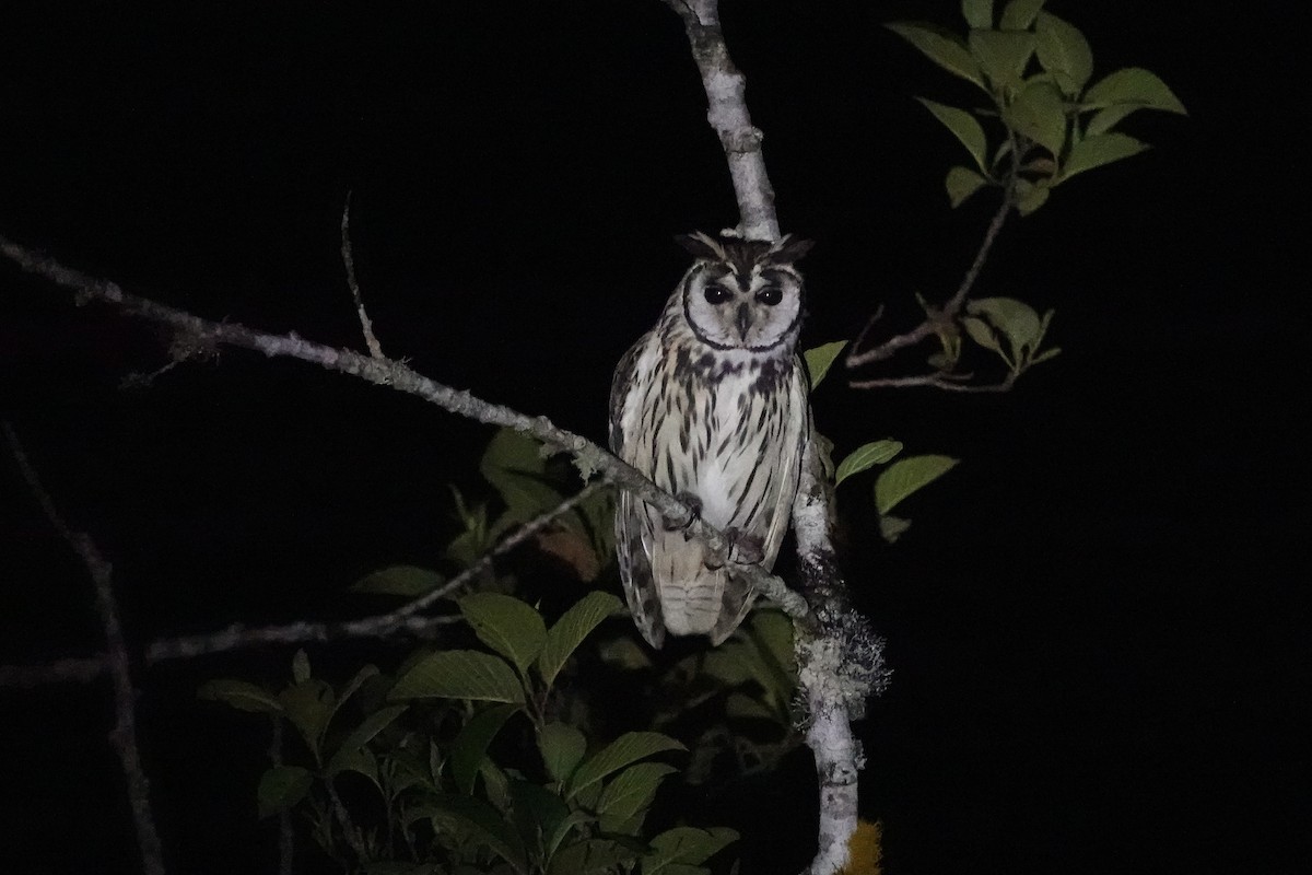 Striped Owl - ML646617019