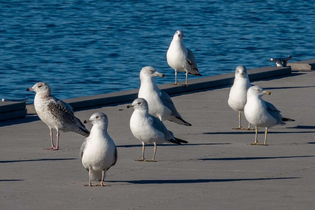 racek kroužkozobý - ML646617023