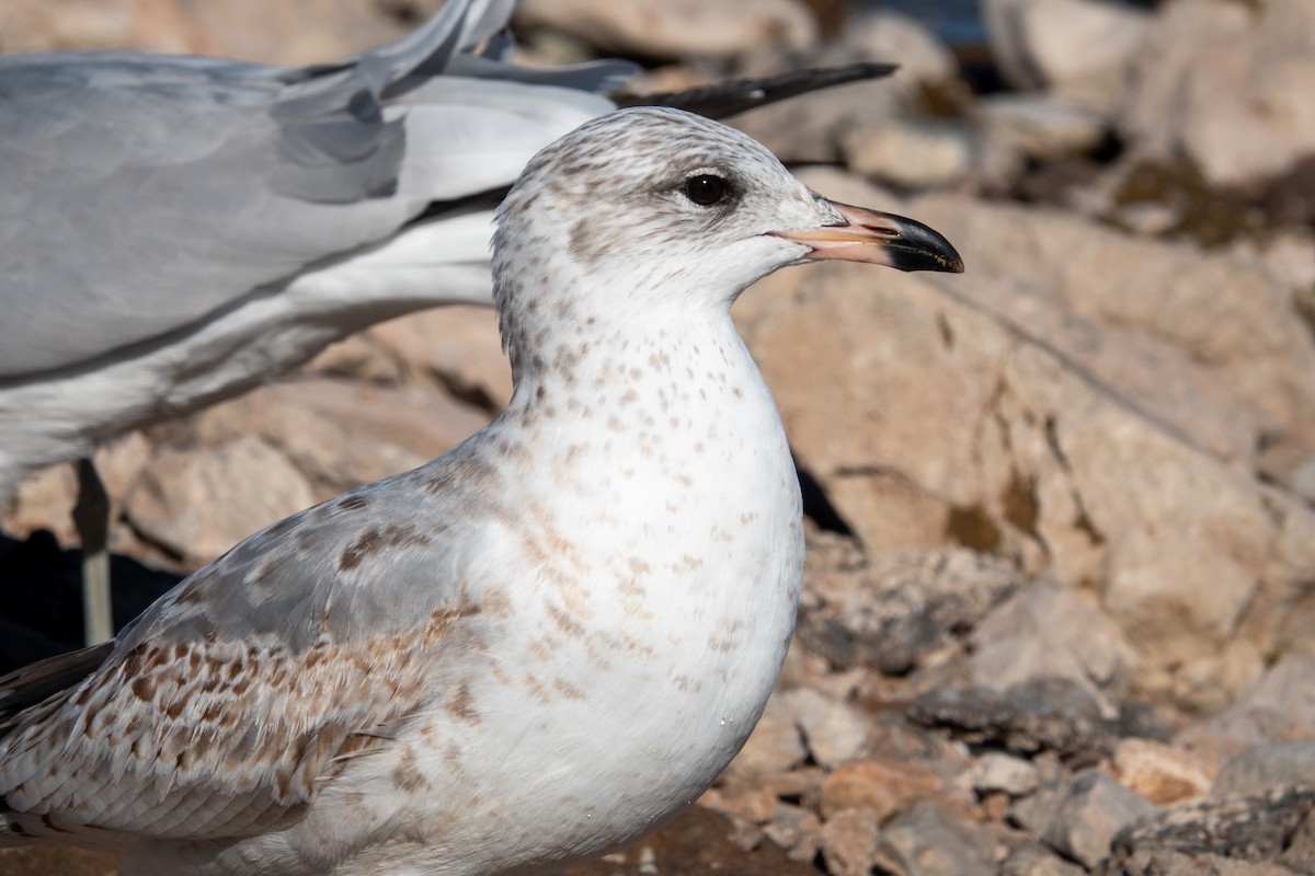 racek kroužkozobý - ML646617024