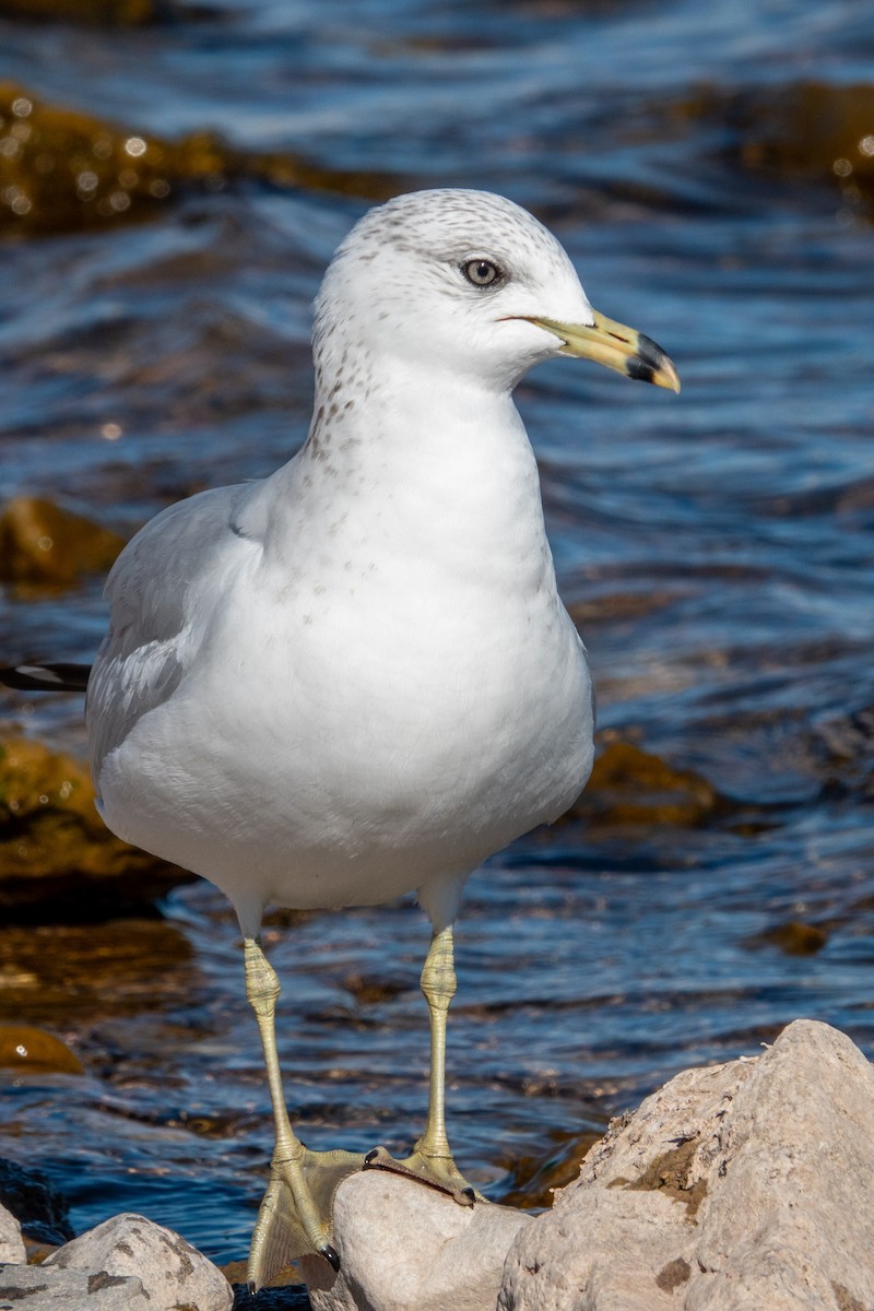 racek kroužkozobý - ML646617025