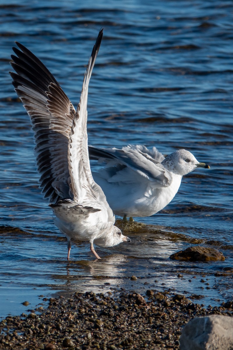 racek kroužkozobý - ML646617026