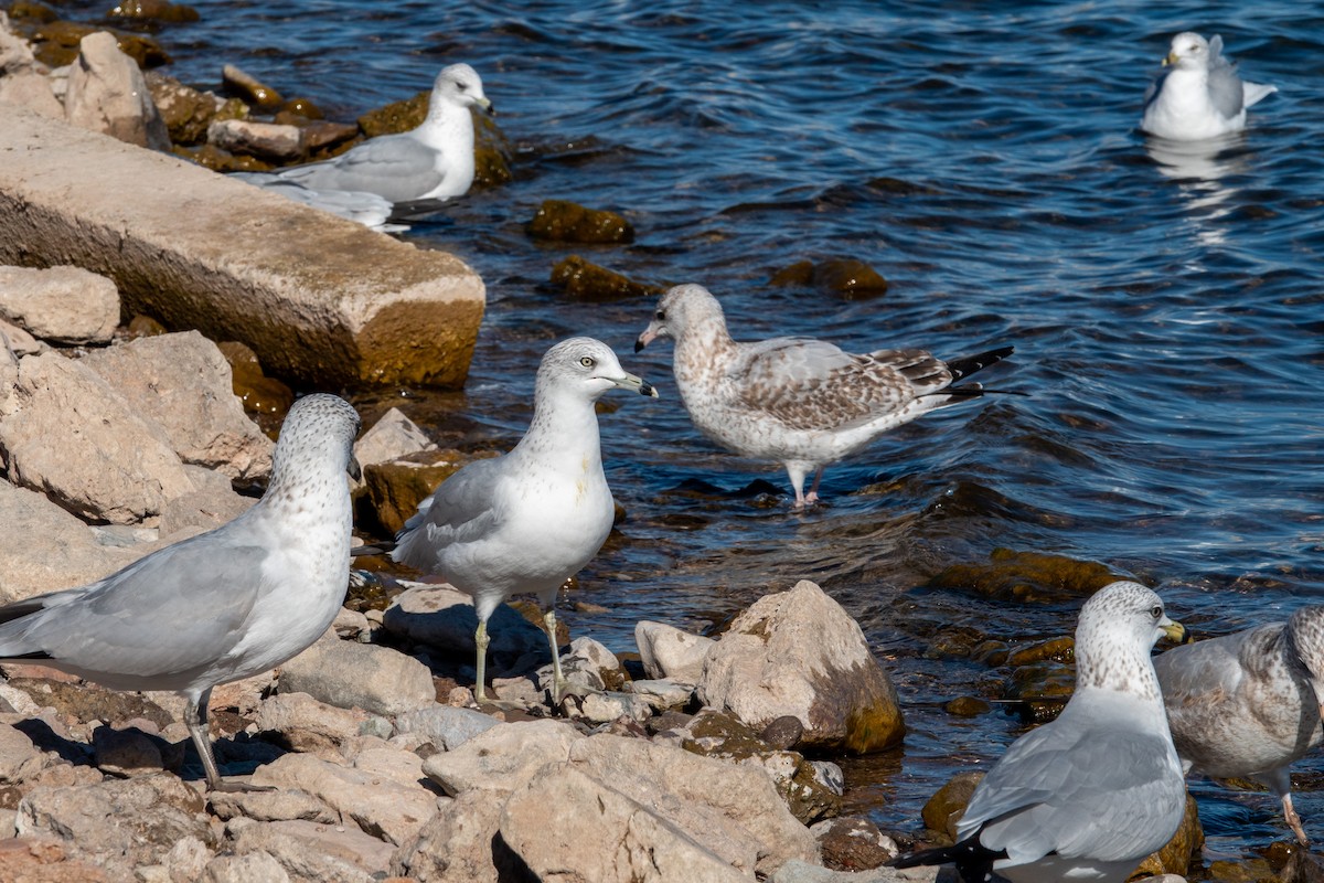 racek kroužkozobý - ML646617027