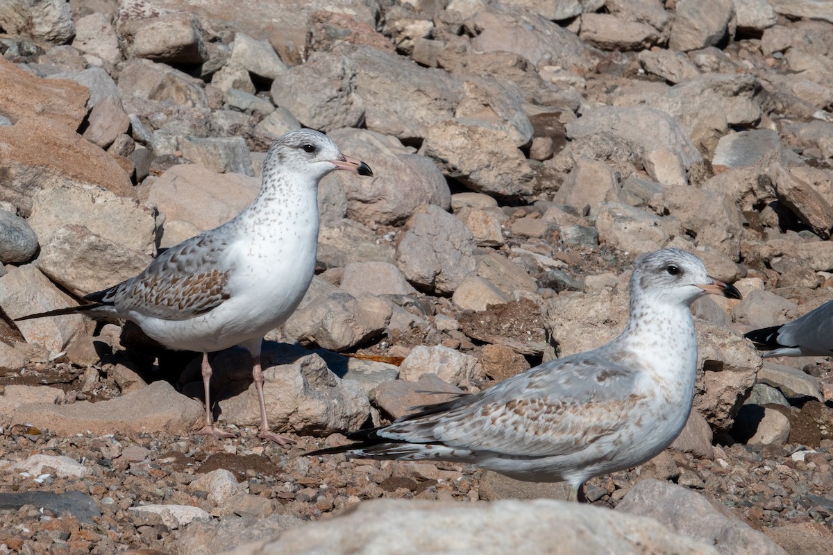 racek kroužkozobý - ML646617028