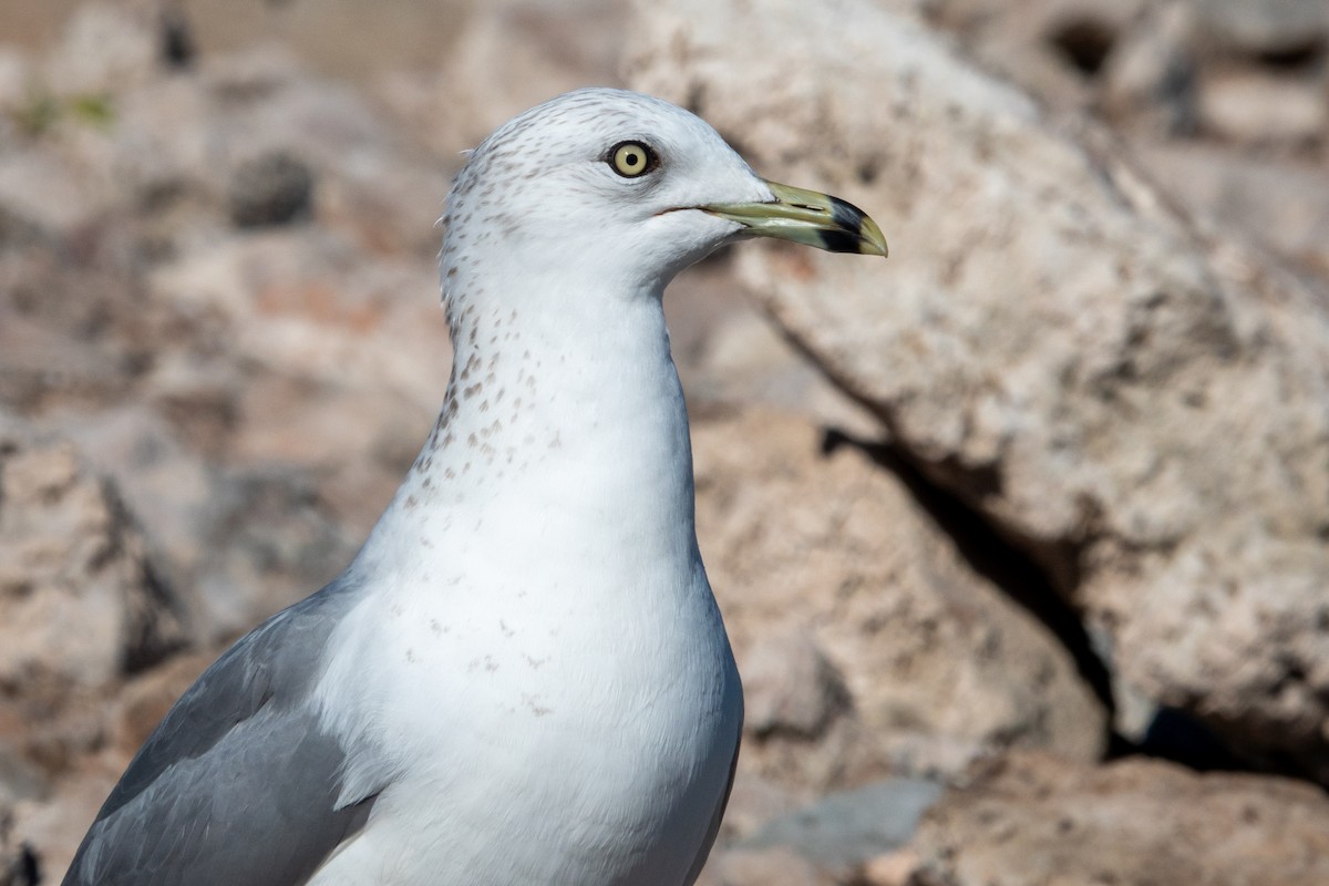 racek kroužkozobý - ML646617029