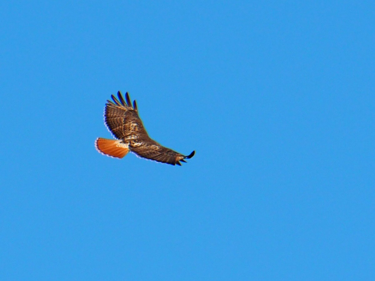 Red-tailed Hawk - ML646617030