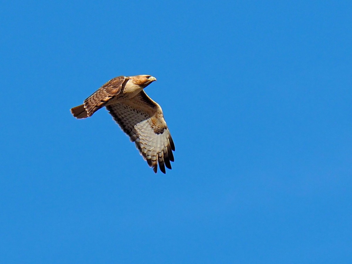 Red-tailed Hawk - ML646617031