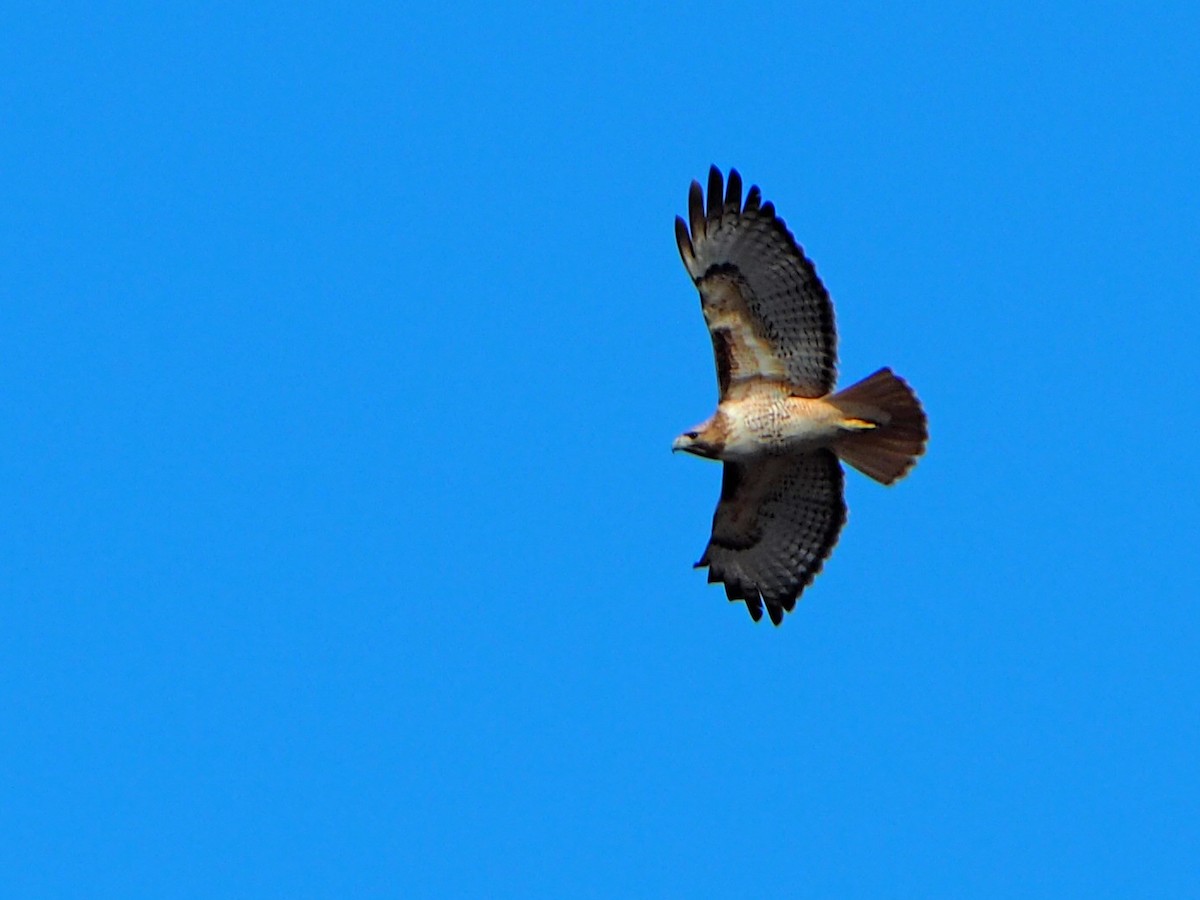 Red-tailed Hawk - ML646617032