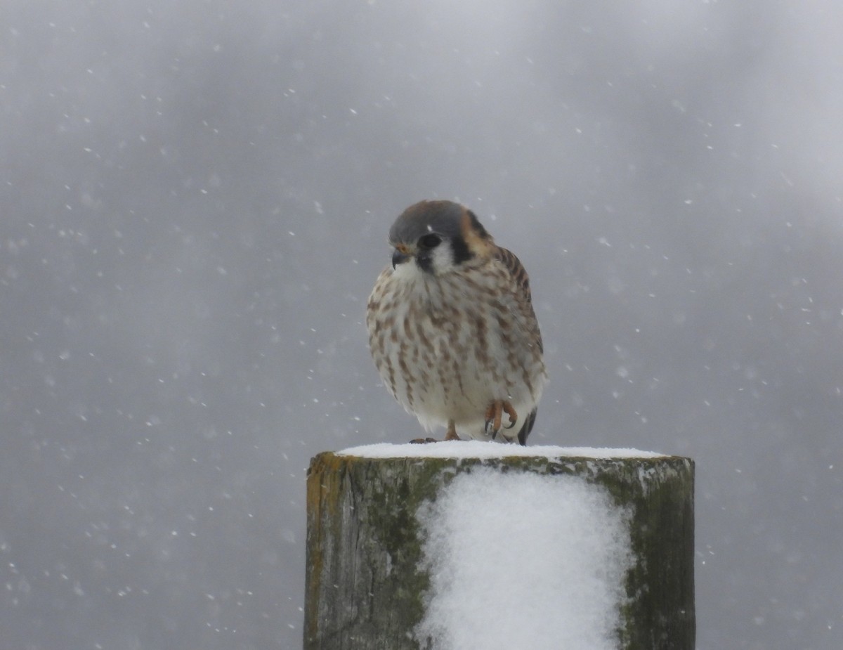 American Kestrel - ML646617033