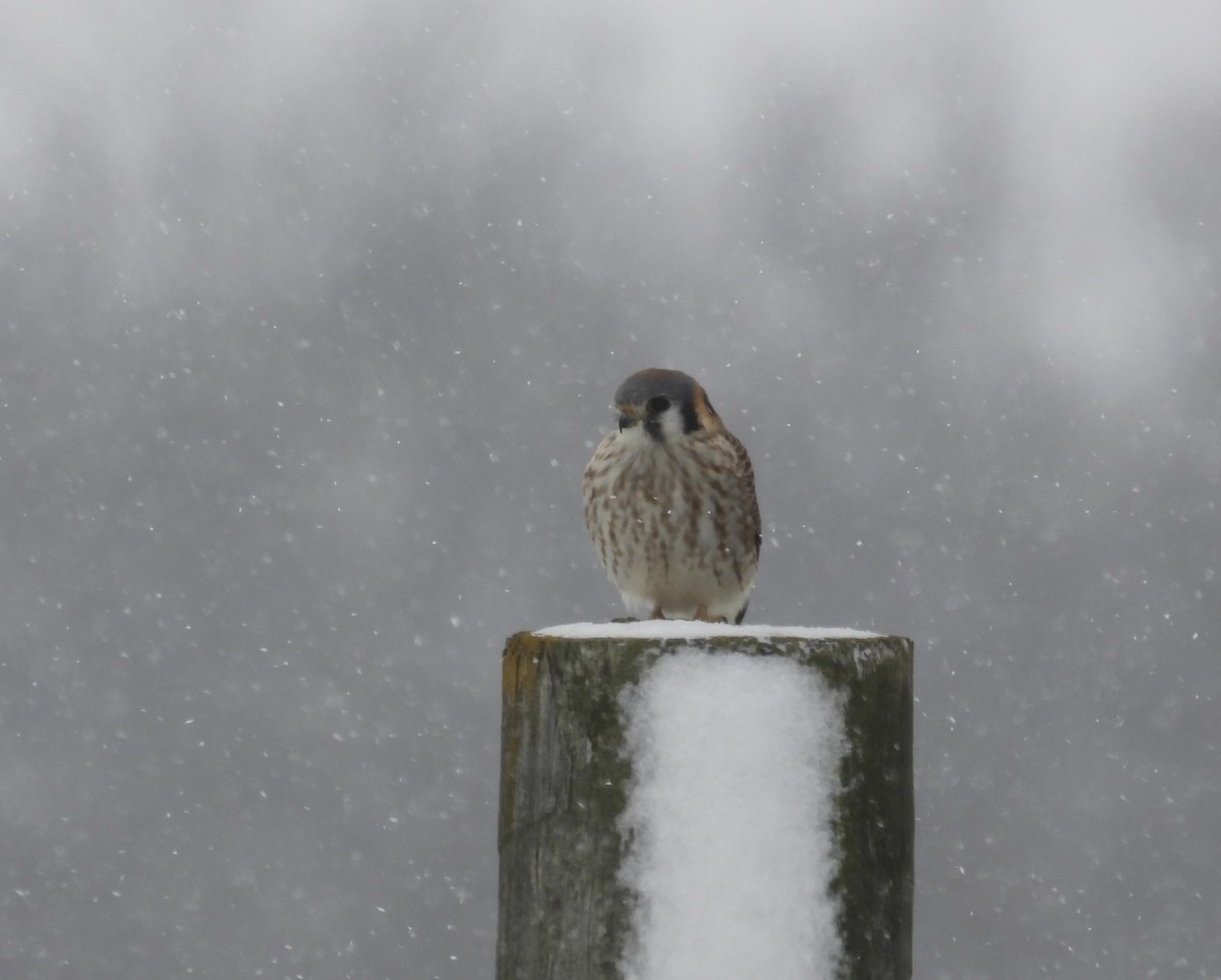 American Kestrel - ML646617034