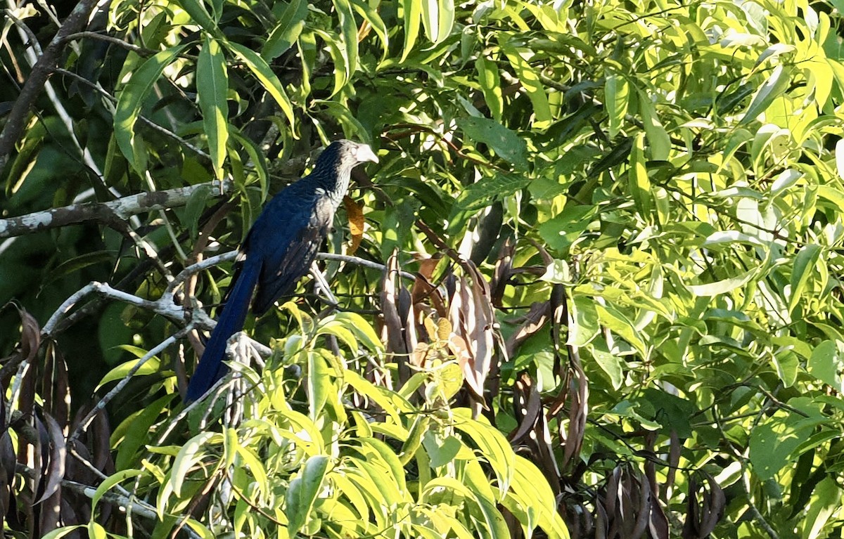 Greater Ani - ML646617036