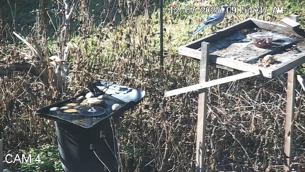 Blue Jay - ML646617037