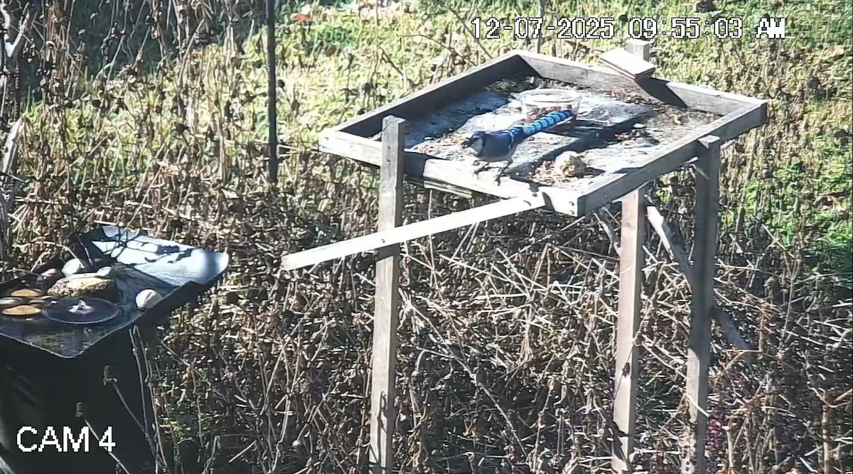 Blue Jay - ML646617038