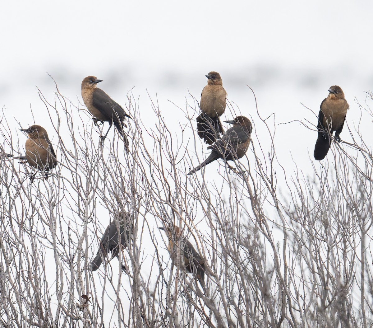 Boat-tailed Grackle - ML646617039
