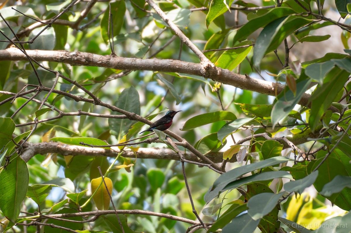 Van Hasselt's Sunbird - ML646617040