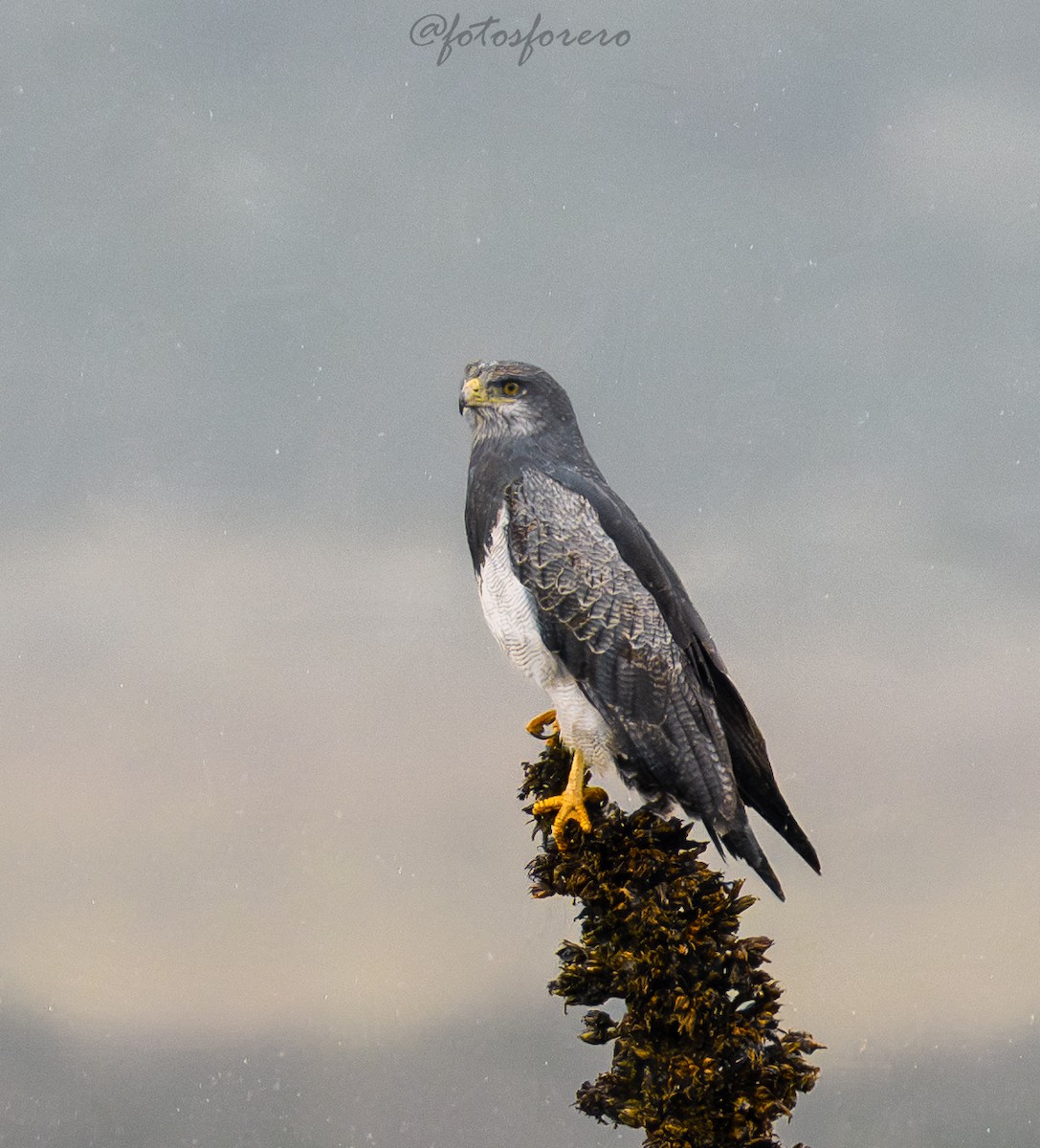 Black-chested Buzzard-Eagle - ML646617041