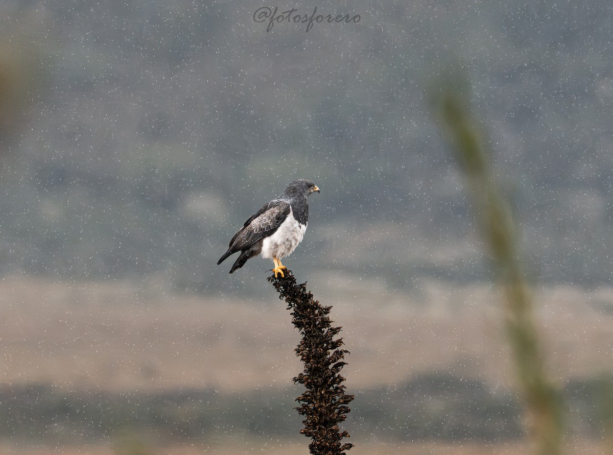 Black-chested Buzzard-Eagle - ML646617042