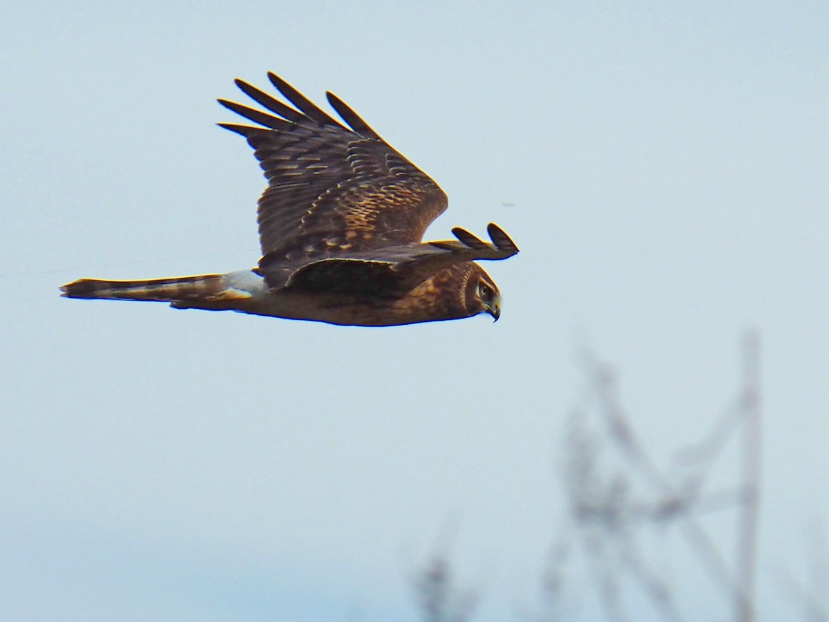 Northern Harrier - ML646617043