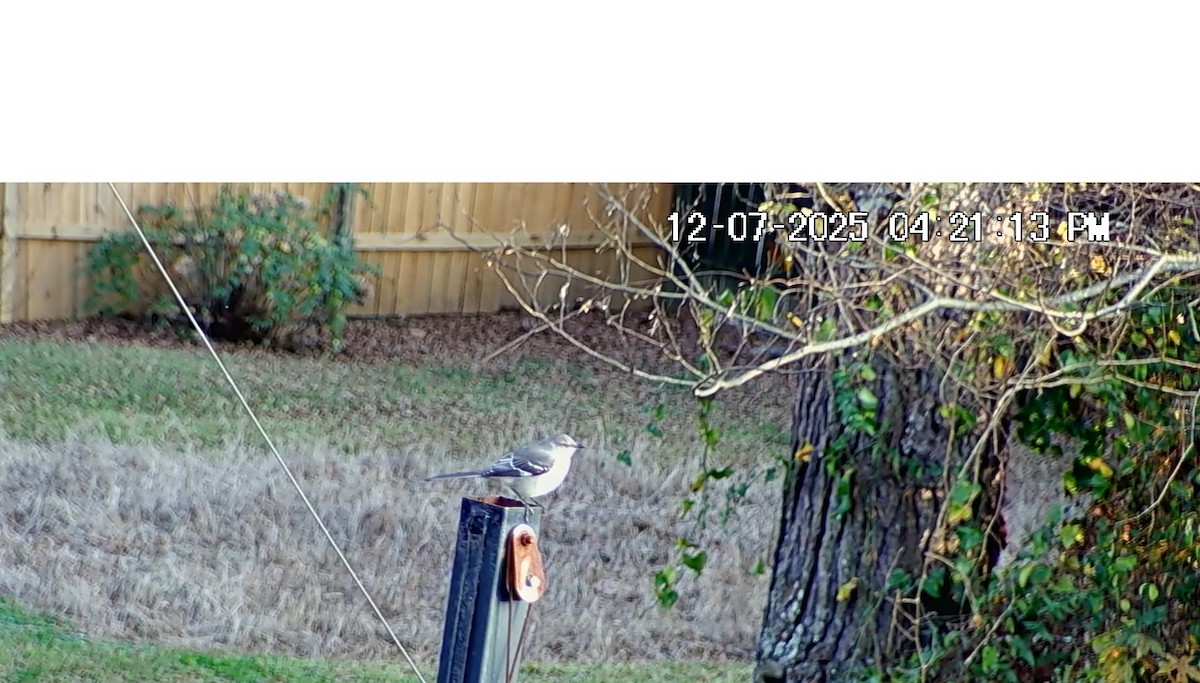 Northern Mockingbird - ML646617044