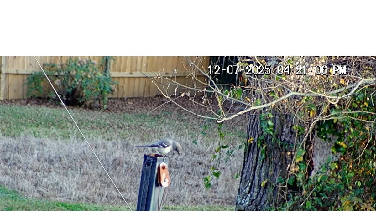 Northern Mockingbird - ML646617045