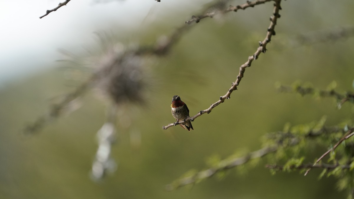 Ruby-throated Hummingbird - ML646617048