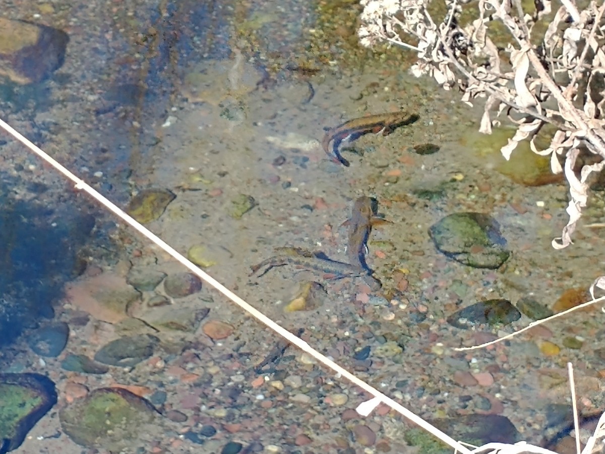 Trucha de arroyo - ML646617049