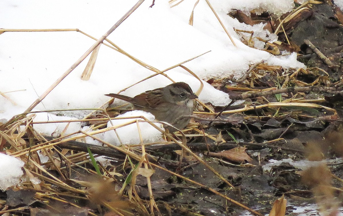 Bruant des marais - ML646617050