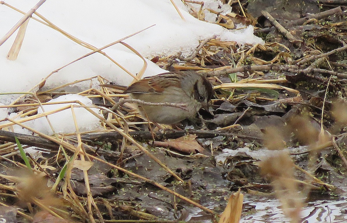 Bruant des marais - ML646617051