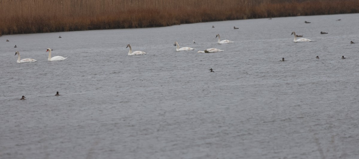 Cygne tuberculé - ML646617058