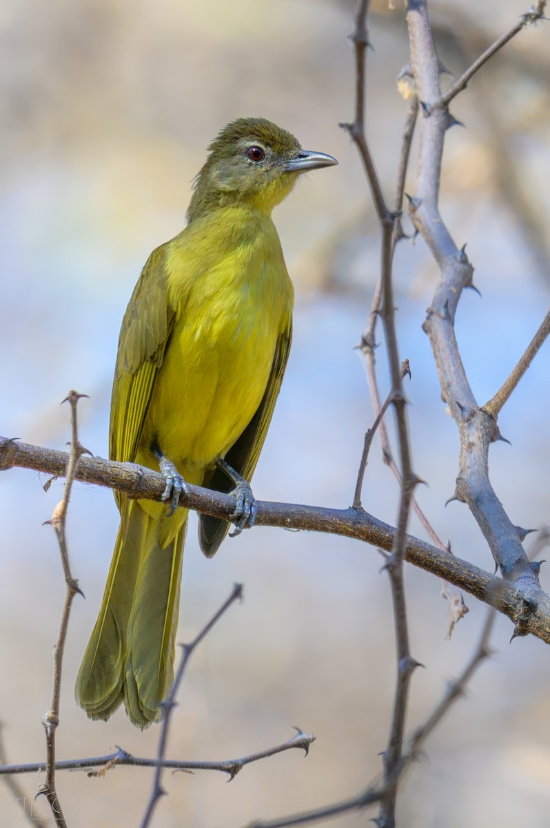 Yellow-bellied Greenbul - ML646617059
