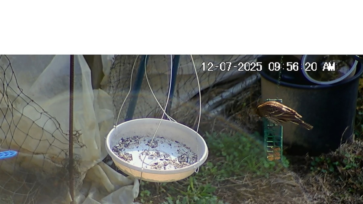 Red-winged Blackbird - ML646617060