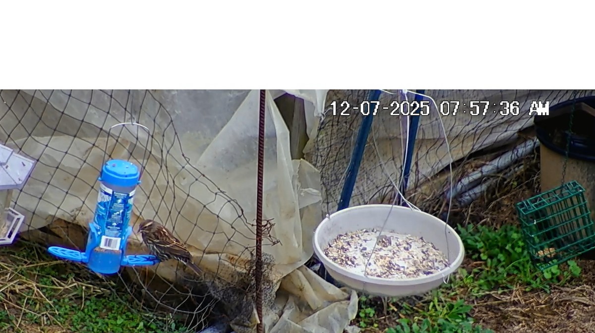 Red-winged Blackbird - ML646617062