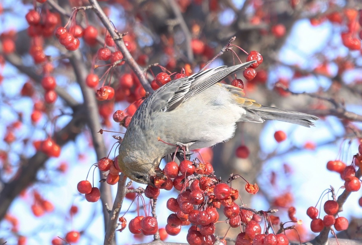 Pinu-gailupa - ML646617065