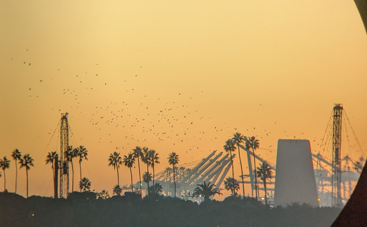 Ворона американська - ML646617066