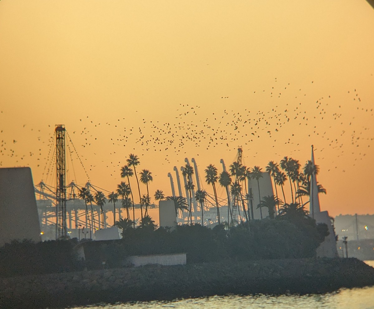 Ворона американська - ML646617067