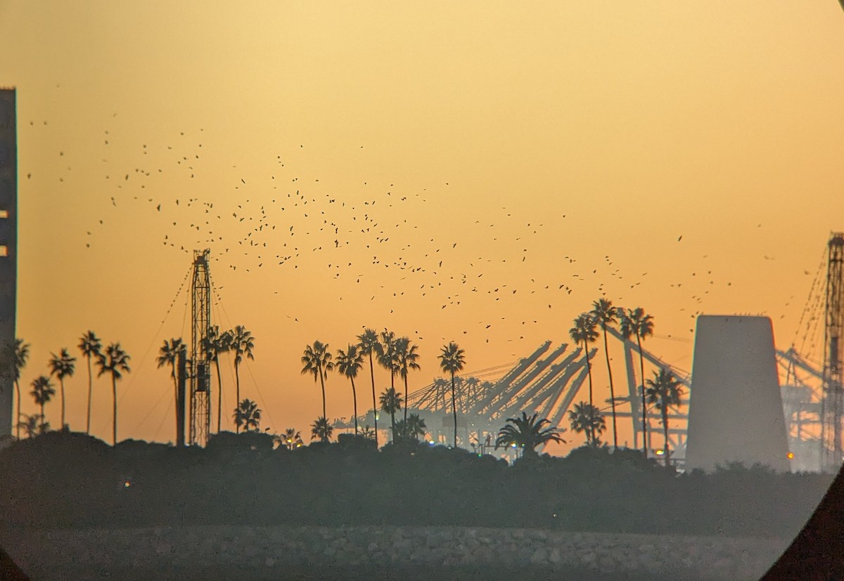 Ворона американська - ML646617068