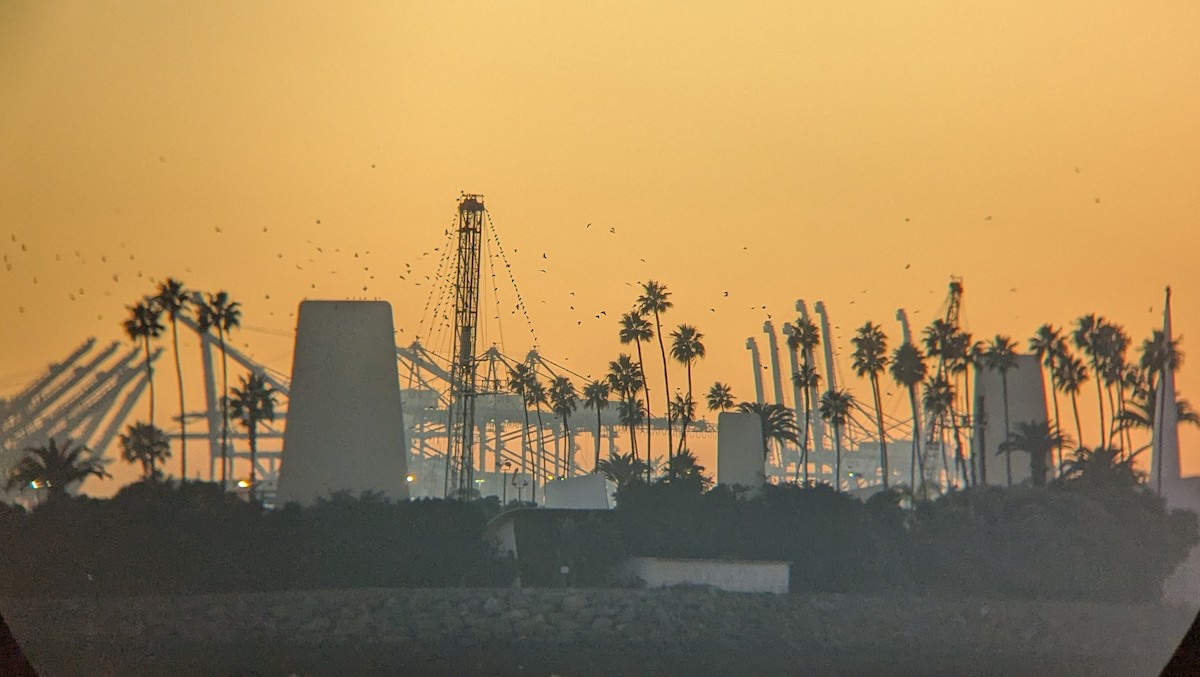 Ворона американська - ML646617069