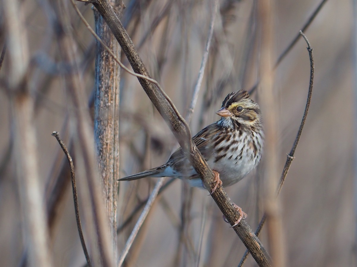 Savannah Sparrow - ML646617070