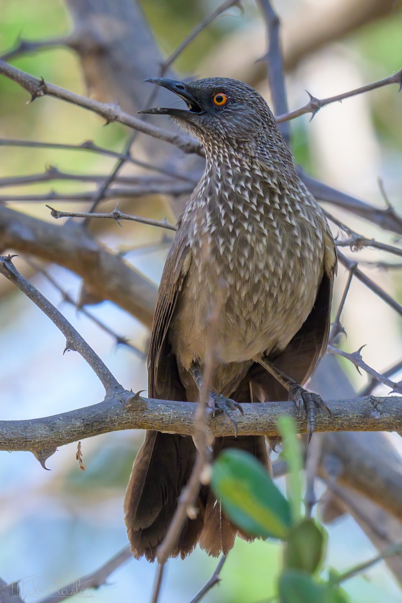 Arrow-marked Babbler - ML646617071