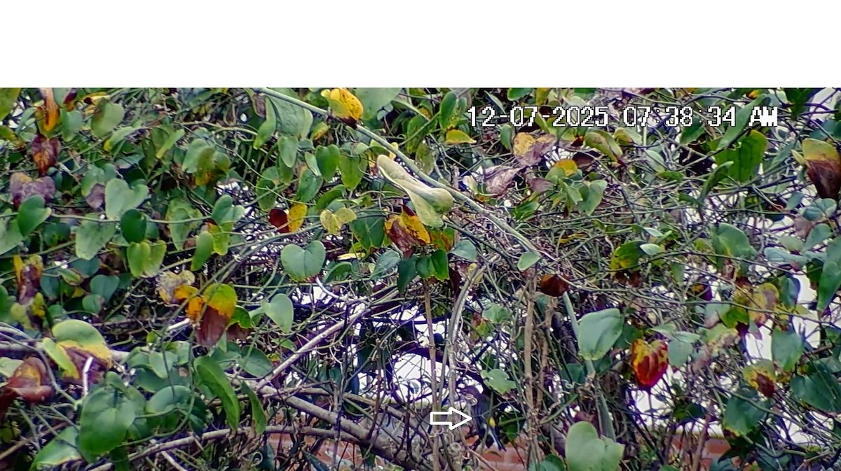 Миртовый певун - ML646617072