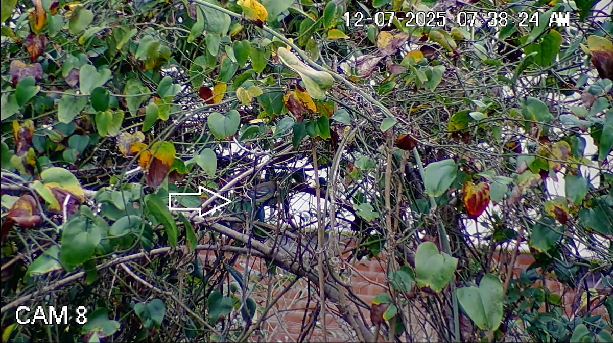 Миртовый певун - ML646617073