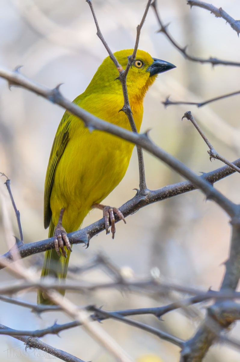 Holub's Golden-Weaver - ML646617074
