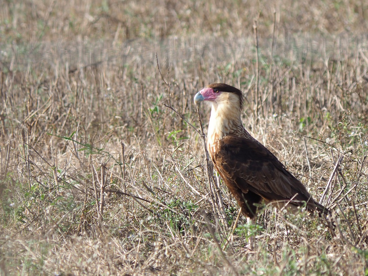 Crested Caracara - ML646617076