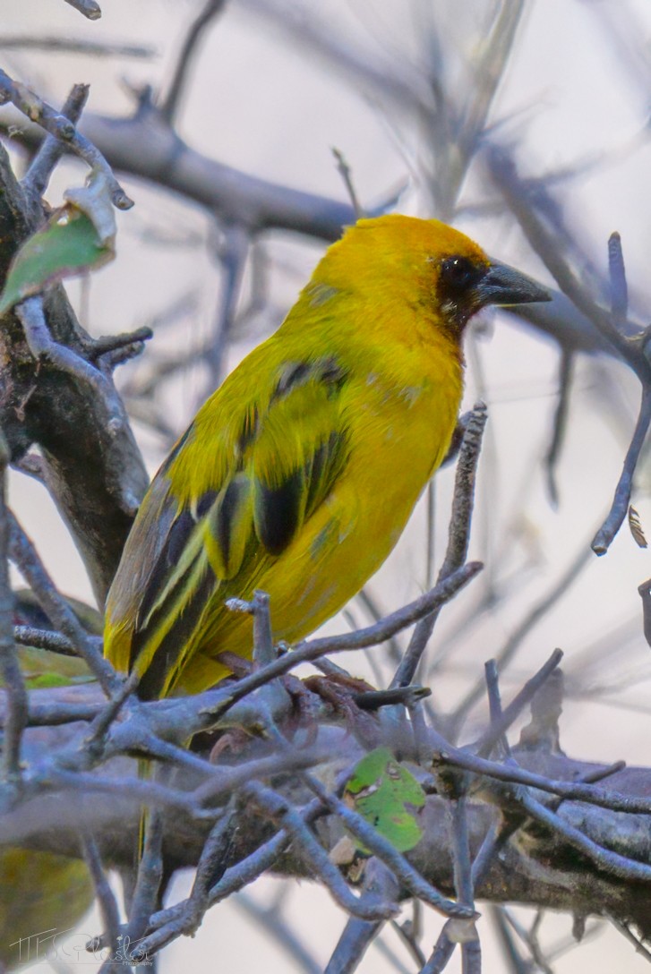 Southern Brown-throated Weaver - ML646617078