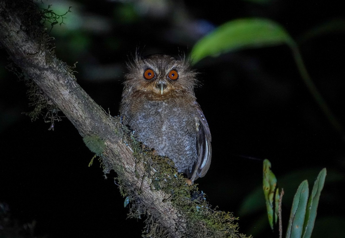 Long-whiskered Owlet - ML646617079
