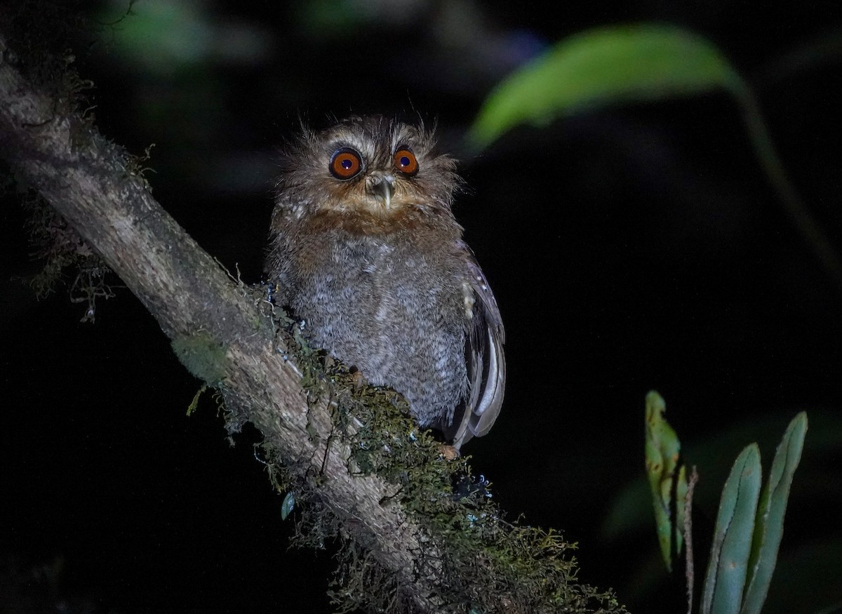 Long-whiskered Owlet - ML646617080