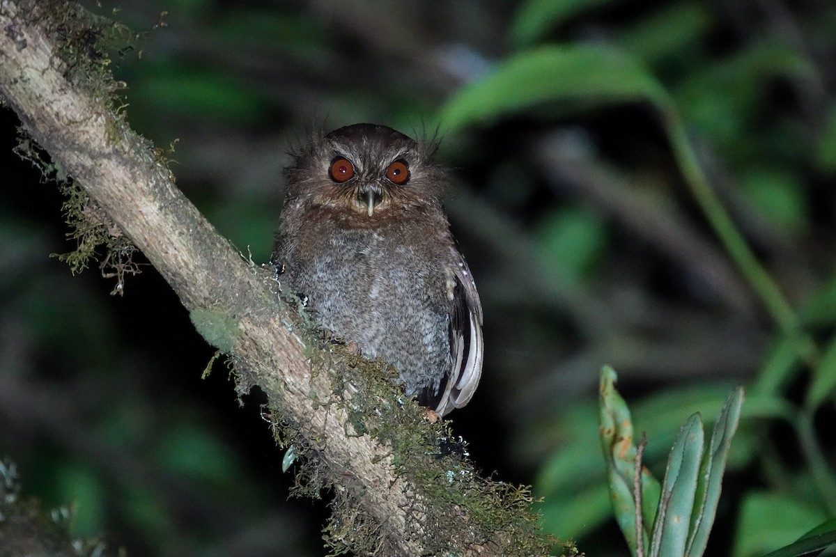 Long-whiskered Owlet - ML646617081