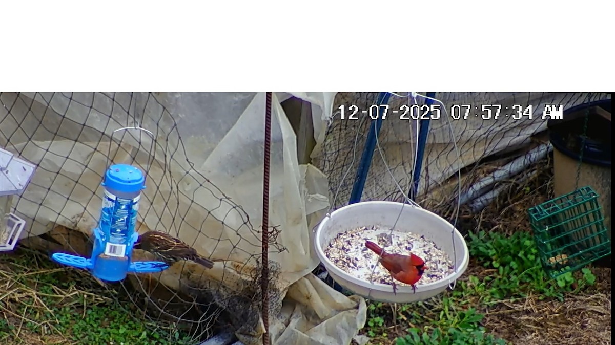 Красный кардинал - ML646617084